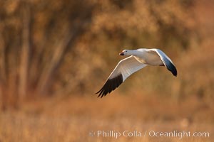 Snow goose in flight, Chen caerulescens, Bosque Del Apache, Socorro, New Mexico