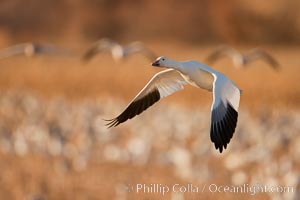 Snow goose in flight, Chen caerulescens, Bosque Del Apache, Socorro, New Mexico