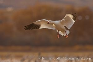 Snow goose in flight, Chen caerulescens, Bosque Del Apache, Socorro, New Mexico