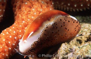 Chestnut cowrie with mantle extended, Cypraea spadicea, San Miguel Island