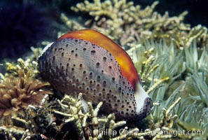 Chestnut cowrie with mantle extended, feather duster worm, Cypraea spadicea, Eudistylia polymorpha, Santa Cruz Island