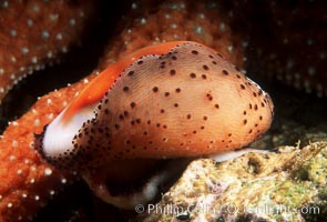 Chestnut cowrie with mantle extended, Cypraea spadicea, San Miguel Island