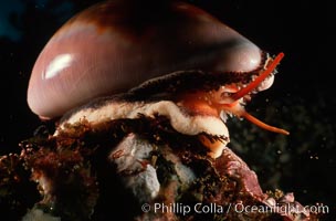 Chestnut cowrie with eye stalks extended, Cypraea spadicea, Laguna Beach, California