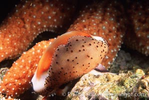 Chestnut cowry, mantle exposed. San Miguel Island, California, USA, Cypraea spadicea, natural history stock photograph, photo id 05384