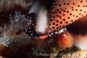 Chestnut cowry, mantle exposed, Cypraea spadicea, San Miguel Island