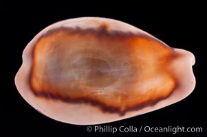 Chestnut Cowrie, Date Cowrie. California, USA, Cypraea spadicea, natural history stock photograph, photo id 08325