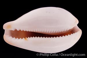 Chestnut Cowrie, Date Cowrie, Cypraea spadicea