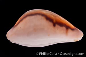 Chestnut Cowrie, Date Cowrie, Cypraea spadicea