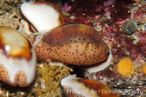 Chestnut cowries, Cypraea spadicea