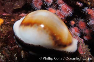 Chestnut cowrie, mantle retracted to show entire shell, Cypraea spadicea