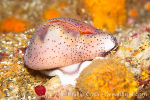 Chestnut cowry, mantle exposed to completely cover the hard exterior shell, Cypraea spadicea