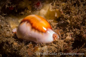 Chestnut cowry, Cypraea spadicea, San Diego, California