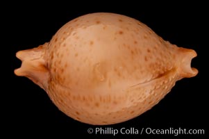 Chick-pea Cowrie, Cypraea cicercula