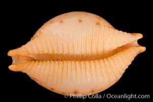 Chick-pea Cowrie, Cypraea cicercula