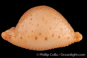 Chick-pea Cowrie, Cypraea cicercula