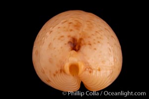 Chick-pea Cowrie., Cypraea cicercula, natural history stock photograph, photo id 08088
