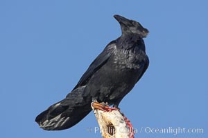 Chihuahuan raven eating the remains of what was likely a duck or a snow goose, Bosque del Apache National Wildlife Refuge, Socorro, New Mexico