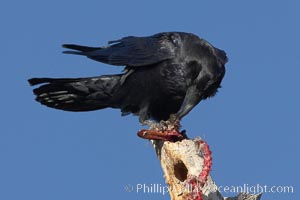 Chihuahuan raven eating the remains of what was likely a duck or a snow goose, Bosque del Apache National Wildlife Refuge, Socorro, New Mexico