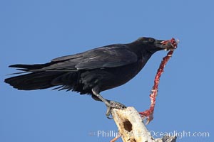 Chihuahuan raven eating the remains of what was likely a duck or a snow goose, Bosque del Apache National Wildlife Refuge, Socorro, New Mexico