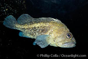 China rockfish, Sebastes nebulosus