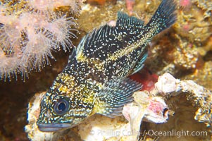 China rockfish, Sebastes nebulosus