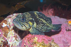 China rockfish., Sebastes nebulosus, natural history stock photograph, photo id 14041