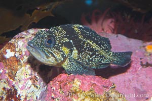 China rockfish, Sebastes nebulosus