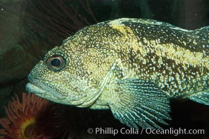 China rockfish., Sebastes nebulosus, natural history stock photograph, photo id 08977