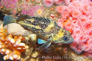 China rockfish, Sebastes nebulosus