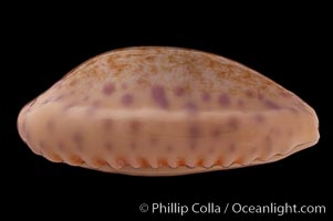 Chinese Cowrie, Cypraea chinensis