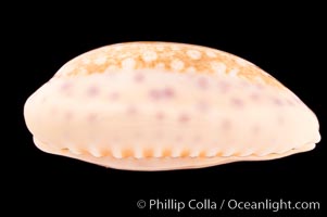 Chinese Cowrie, Cypraea chinensis