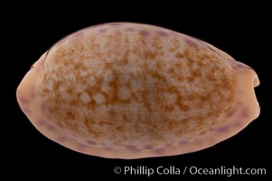 Chinese Cowrie, Cypraea chinensis