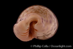 Chinese Cowrie, Cypraea chinensis