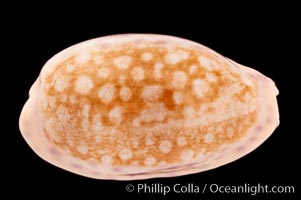 Chinese Cowrie, Cypraea chinensis