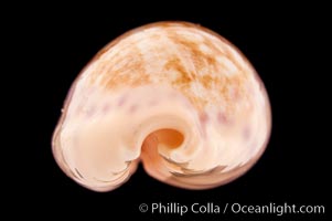 Chinese Cowrie, Cypraea chinensis