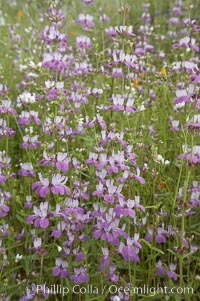 Chinese houses bloom in spring, Lake Elsinore, Collinsia heterophylla