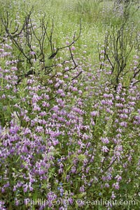 Chinese houses bloom in spring, Lake Elsinore, Collinsia heterophylla