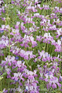 Chinese houses bloom in spring, Lake Elsinore, Collinsia heterophylla