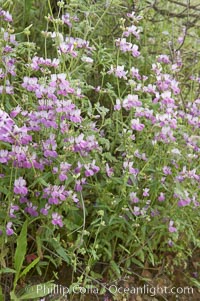 Image 11605, Chinese houses bloom in spring, Lake Elsinore. California, USA, Collinsia heterophylla, Phillip Colla, all rights reserved worldwide.   Keywords: california:chinese houses:coastal wildflower:collinsia heterophylla:lake elsinore:plant:usa:wildflower.