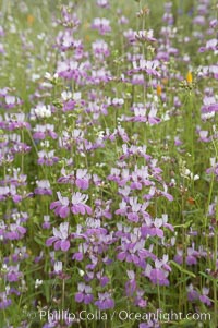 Chinese houses bloom in spring, Lake Elsinore, Collinsia heterophylla