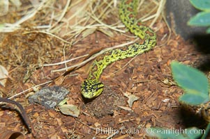 Chinese mountain viper, Protobothrops jerdoni