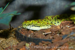 Chinese mountain viper, Protobothrops jerdoni