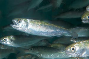 Chinook salmon (or King salmon), juvenile, 1 year old, raised in a tank for eventual release into the wild.  This fish will live to about 5 or 6 years before returning to the stream in which it was hatched to spawn and die, Oncorhynchus tshawytscha