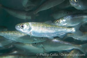 Chinook salmon (or King salmon), juvenile, 1 year old, raised in a tank for eventual release into the wild.  This fish will live to about 5 or 6 years before returning to the stream in which it was hatched to spawn and die, Oncorhynchus tshawytscha