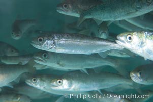 Chinook salmon (or King salmon), juvenile, 1 year old, raised in a tank for eventual release into the wild.  This fish will live to about 5 or 6 years before returning to the stream in which it was hatched to spawn and die, Oncorhynchus tshawytscha