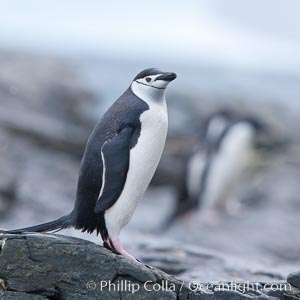 Chinstrap penguin, Pygoscelis antarcticus, Shingle Cove, Coronation Island, South Orkney Islands, Southern Ocean
