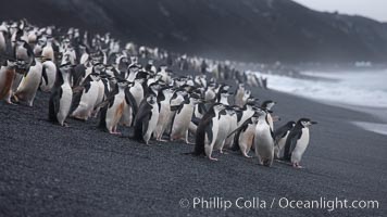 Chinstrap penguins at Bailey Head, Deception Island.  Chinstrap penguins enter and exit the surf on the black sand beach at Bailey Head on Deception Island.  Bailey Head is home to one of the largest colonies of chinstrap penguins in the world, Pygoscelis antarcticus