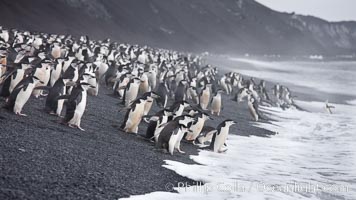 Chinstrap penguins at Bailey Head, Deception Island.  Chinstrap penguins enter and exit the surf on the black sand beach at Bailey Head on Deception Island.  Bailey Head is home to one of the largest colonies of chinstrap penguins in the world, Pygoscelis antarcticus