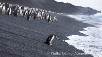 Chinstrap penguins at Bailey Head, Deception Island.  Chinstrap penguins enter and exit the surf on the black sand beach at Bailey Head on Deception Island.  Bailey Head is home to one of the largest colonies of chinstrap penguins in the world, Pygoscelis antarcticus