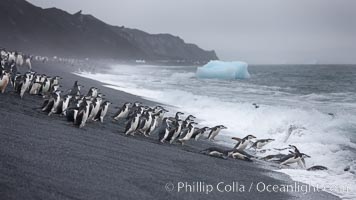 Chinstrap penguins at Bailey Head, Deception Island.  Chinstrap penguins enter and exit the surf on the black sand beach at Bailey Head on Deception Island.  Bailey Head is home to one of the largest colonies of chinstrap penguins in the world, Pygoscelis antarcticus